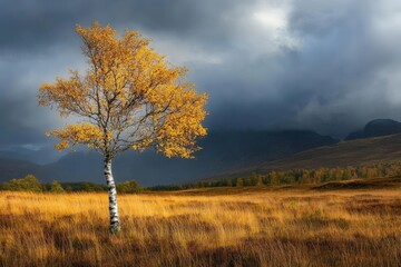 Fototapeta premium Solitary Birch Tree in Golden Autumn Meadow Under Dramatic Sky