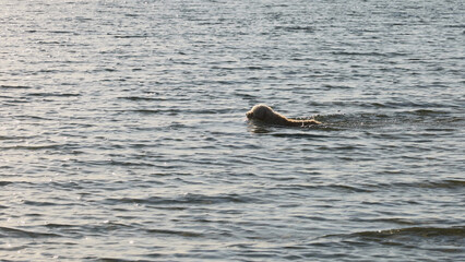 A Fluffy White Dog Swimming Through Rippling Ocean Water at Brighton Beach © blueringmedia