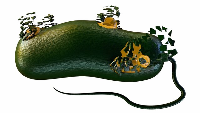 3d render of a bacterium undergoing lysis or exploding. the cellular membrane is rupturing, releasing internal components and cytoplasmic material in a detailed microscopic visualization.