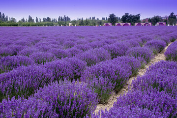 Obraz premium Lavender fields in Altay Prefecture, Xinjiang Uygur Autonomous Region
