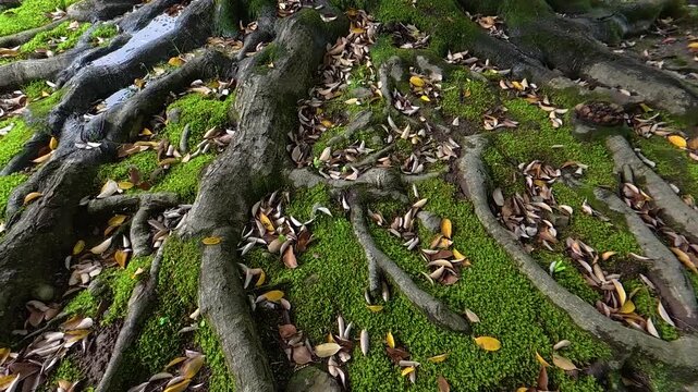 Side tracking shot of exposed tree roots covered in green moss on the forest floor