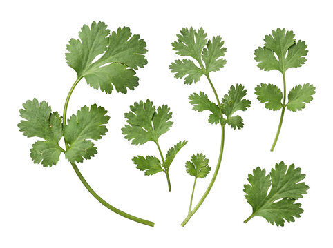 Arrangement of fresh cilantro sprigs and individual leaves, vibrant and fragrant, isolated on a transparent background.