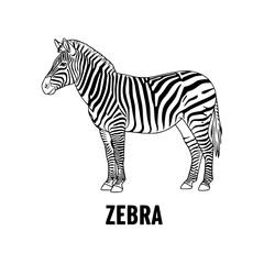 Obraz premium Zebra illustration