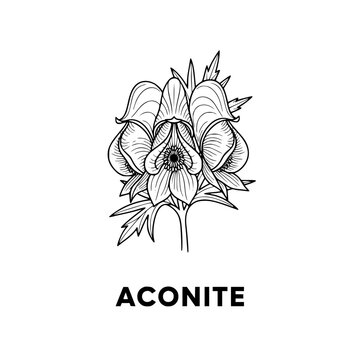 Aconite Flower Illustration - Botanical Line Art