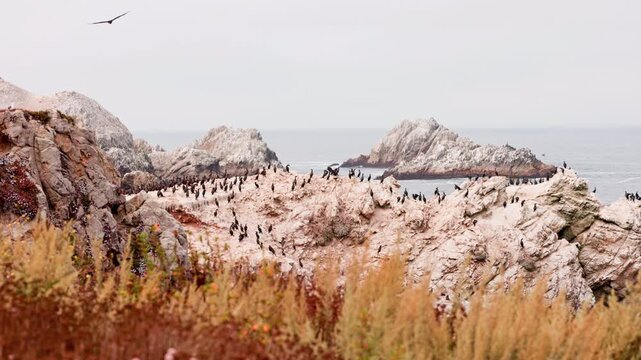 Point Lobos, CA
