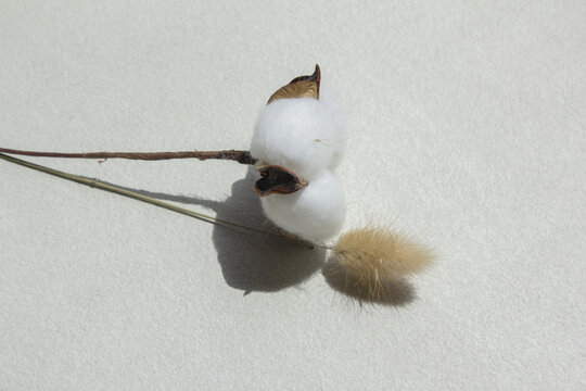 It is cotton and foxtail grass.
