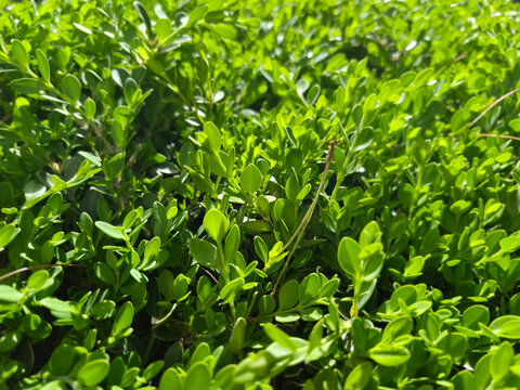 Close up of buxus microphylla.