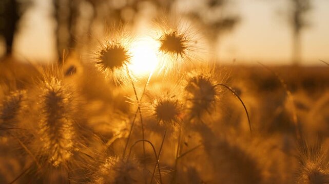 Fluffy wild grass seed heads glow golden against warm sunset backlight in meadow field. Delicate plant fibers create ethereal silhouettes with soft bokeh background during golden hour.