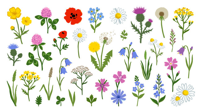 Vibrant collection of diverse wildflowers and meadow plants in a cheerful pattern, celebrating nature's beauty and botanical diversity