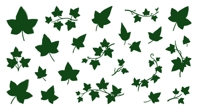 Green ivy leaves and branches collection isolated on white background, decorative botanical elements for design and decoration