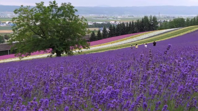 Beautiful Lavender Field and Colorful Flower Rows in Tomita Farm Furano Hokkaido Japan