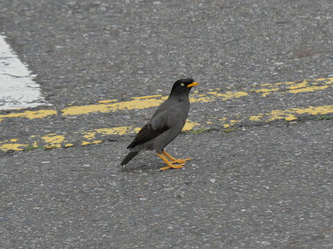 Crested Myna On Asphalt