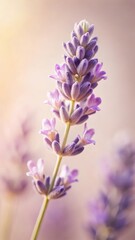 Obraz premium A photo of a softfocus lavender flower with delicate petals and a subtle scent, surrounded by soft pastel hues and gentle whispers of wind