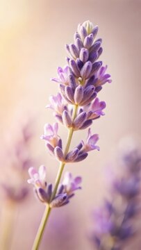 A photo of a softfocus lavender flower with delicate petals and a subtle scent, surrounded by soft pastel hues and gentle whispers of wind