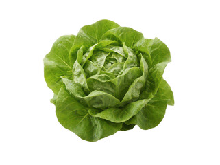 Obraz premium Vibrant green butterhead lettuce head with crisp leaves and water droplets isolated transparent background image