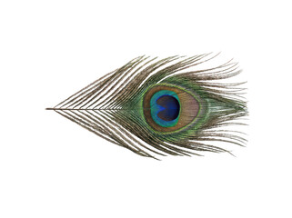 Obraz premium Vibrant iridescent peacock feather displaying a detailed eye pattern and soft isolated transparent background image