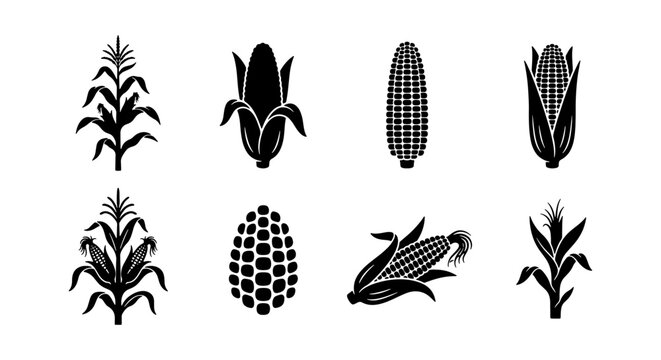 Corn and Maize Agriculture Icon Set - Vector Plant and Cob Silhouettes
