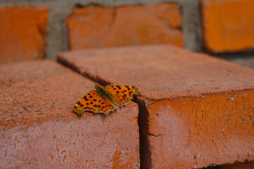 Close-up of Asian Comma Butterfly on Dried Leaves © qiujusong