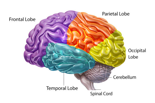Human brain anatomy with labeled lobes and sections