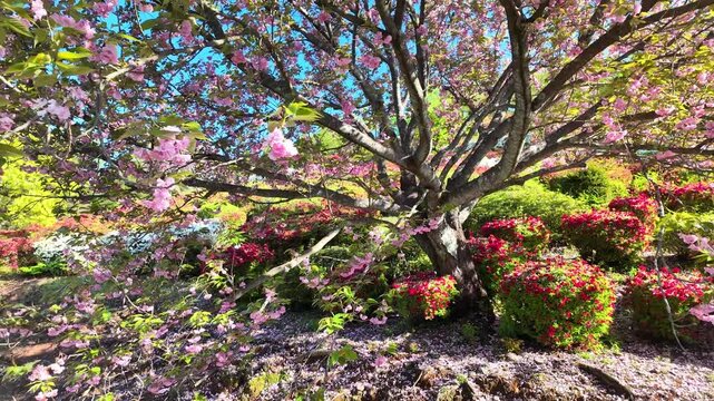 日輪寺つつじ公園の八重桜とツツジ