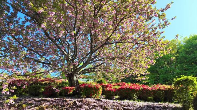 日輪寺つつじ公園の八重桜とツツジ