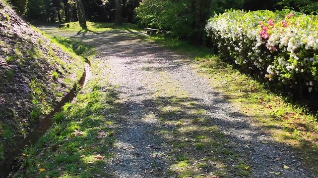 日輪寺つつじ公園の八重桜とツツジ