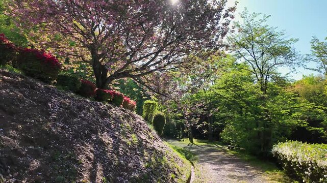 日輪寺つつじ公園の八重桜とツツジ