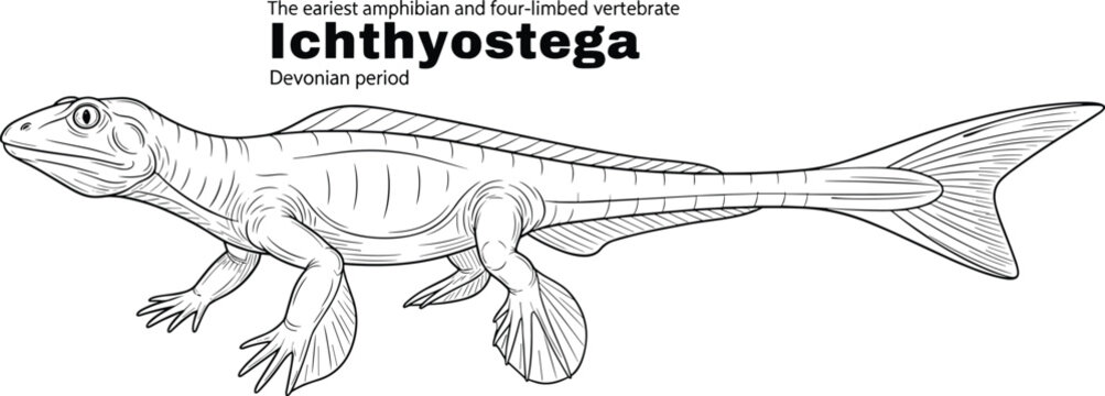 Ichthyostega earliest amphibian four limbed vertebrate.
