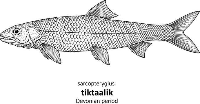 Tiktaalik fish drawing from devonian period.