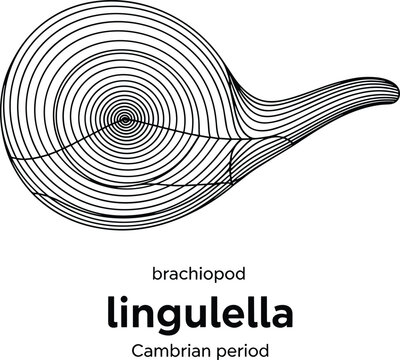 Lingulella brachiopod drawing cambrian period.