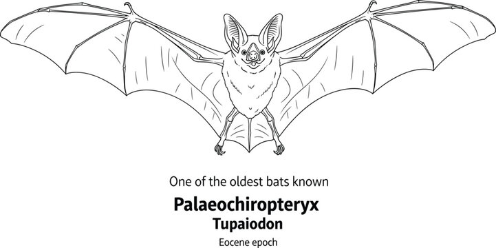 Palaeochiropteryx earliest bat fossil ancient mammal.