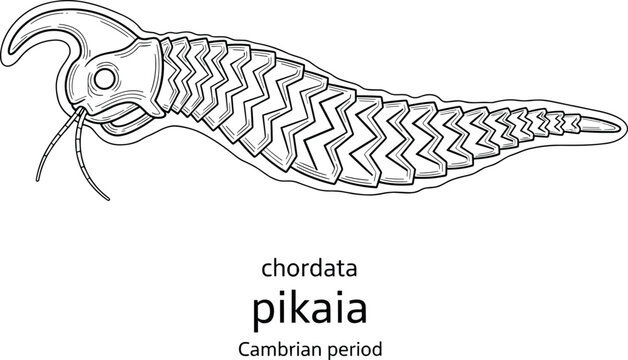 Pikaia early chordate Cambrian period fossil creature.