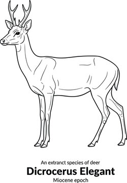 Dicrocerus elegant extinct deer species Miocene epoch.