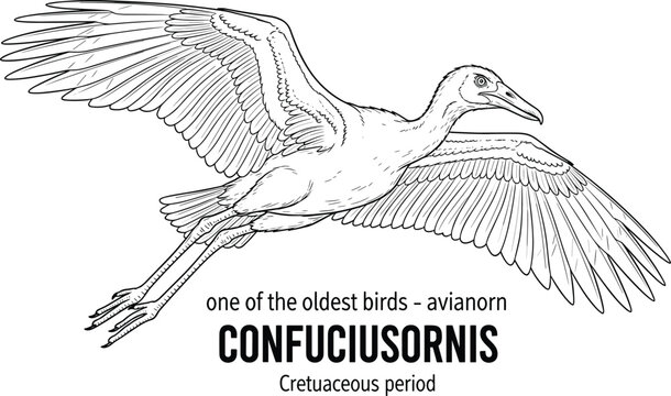 Confuciusornis prehistoric bird Cretaceous period fossil.