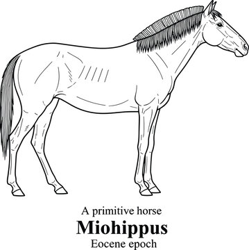 Miohippus primitive horse extinct animal drawing.
