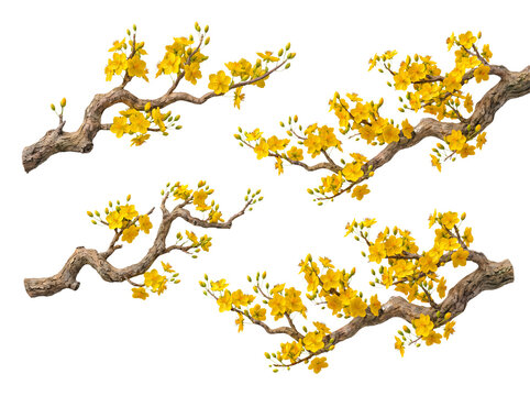 Four elegant branches of Ochna integerrima, or Mai Vang, with vibrant yellow apricot blossoms on transparent background.
