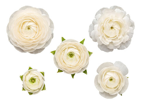 Top view of five pristine white ranunculus flowers, showcasing their intricate.