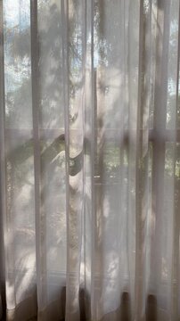 Abstract leaf shadows on a sheer curtain with warm natural sunlight.