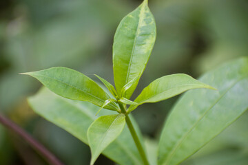 Obraz premium Detailed close up of green leaves from the Allamanda schottii bush.