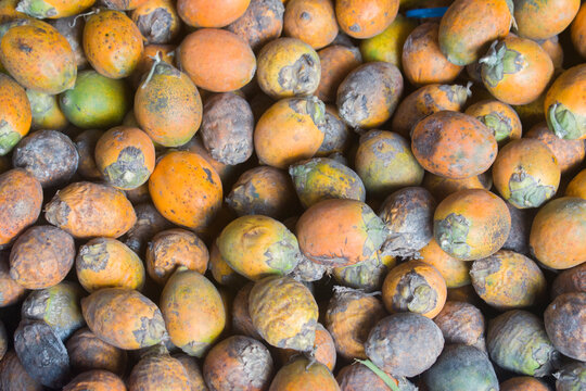 Areca catechu palm fruit and betel nut detail in natural setting.