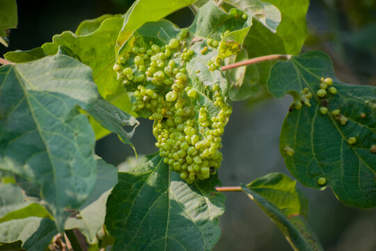 Close up of green leaf gall on plant foliage showing abnormal growth and texture.