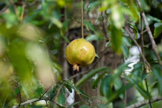 Single Punica granatum pomegranate hanging on a tree branch with green leaves.