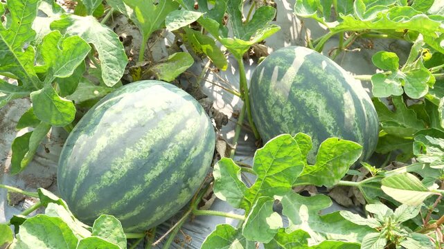 Bright top-down shot of two large, oval-shaped striped watermelons nestled among green leaves on a sunny agricultural field.