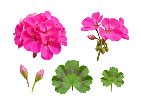 Vibrant pink geranium flowers, buds, and green leaves, meticulously isolated on a transparent background.