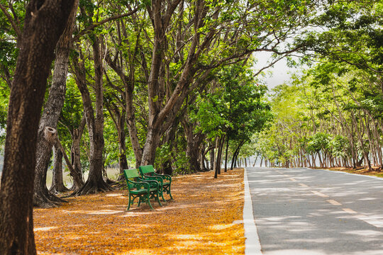 A scenic road through a green trees with golden fallen blossoms.