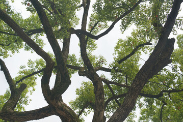 Fototapeta premium Camphor Tree Canopy with Green Leaves Against Overcast Sky