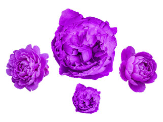 Obraz premium Dynamic arrangement of four vibrant purple peonies in diverse bloom stages, isolated on a transparent background.