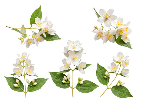 Fresh jasmine flower branches with lush green leaves and developing buds.