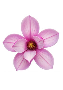 Delicate pink orchid flower in full bloom