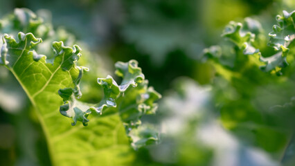Obraz premium Beautiful details of nature in garden,water drop,Natural green leaves,Kale leaves,cover page ,cover space,copy space,green leaf in garden,environment ecology
